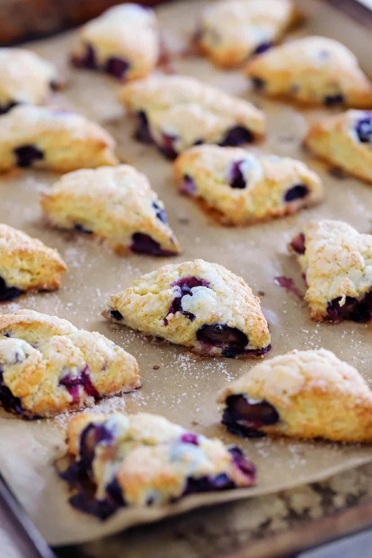 Side view of mini blueberry scones close up on a parchment covered baking sheet.