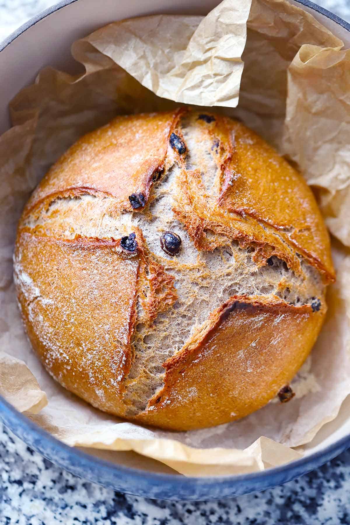 A loaf of no knead cinnamon raisin bread in a Dutch oven nestled in parchment paper after baking.